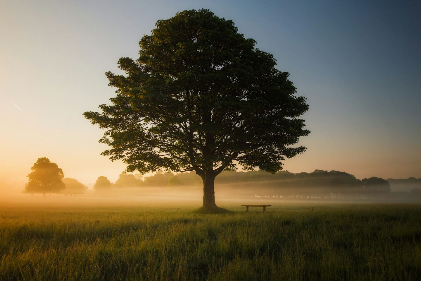 A spreading oak tree in a misty field at sunrise